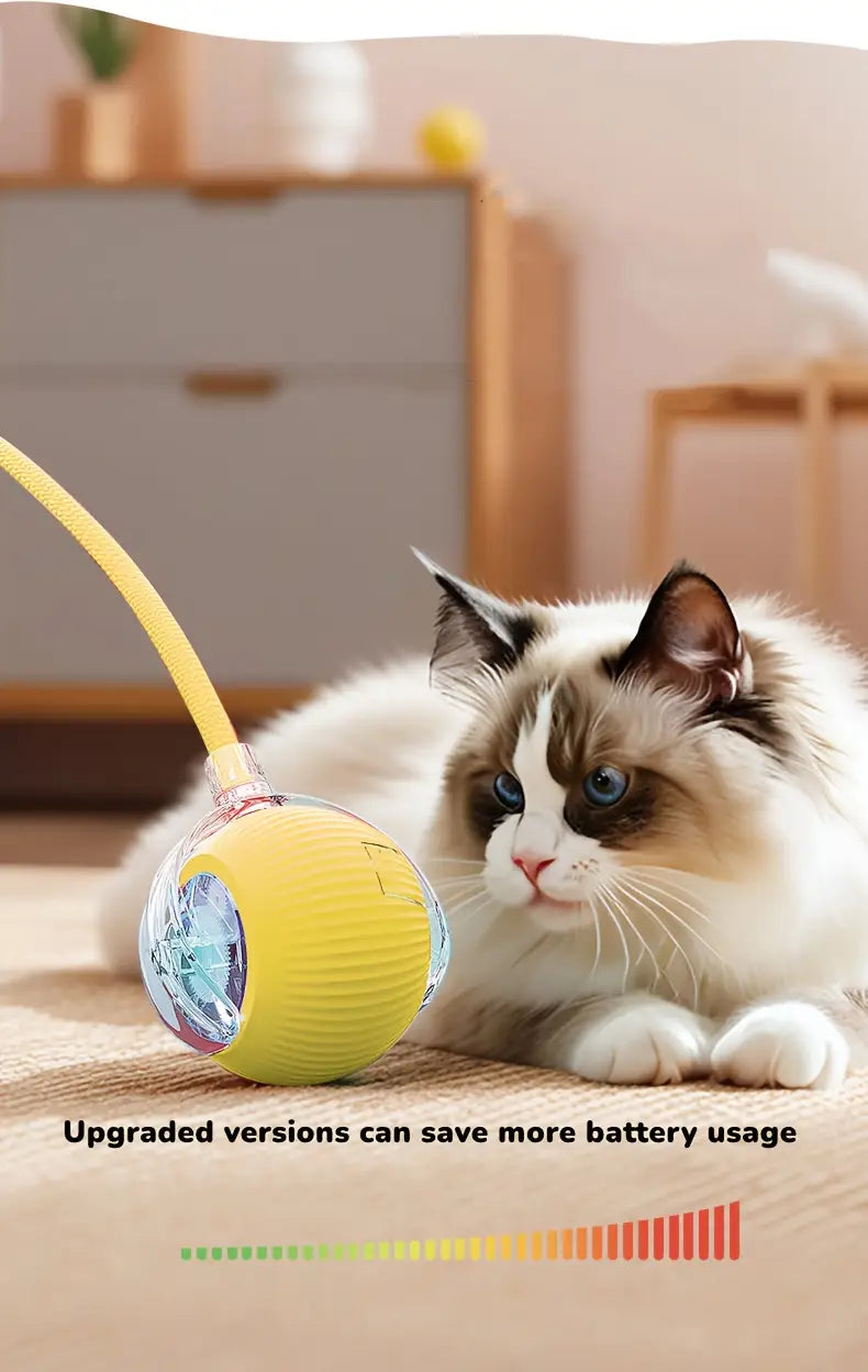 baile para gatos