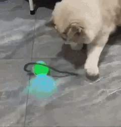 baile para gatos